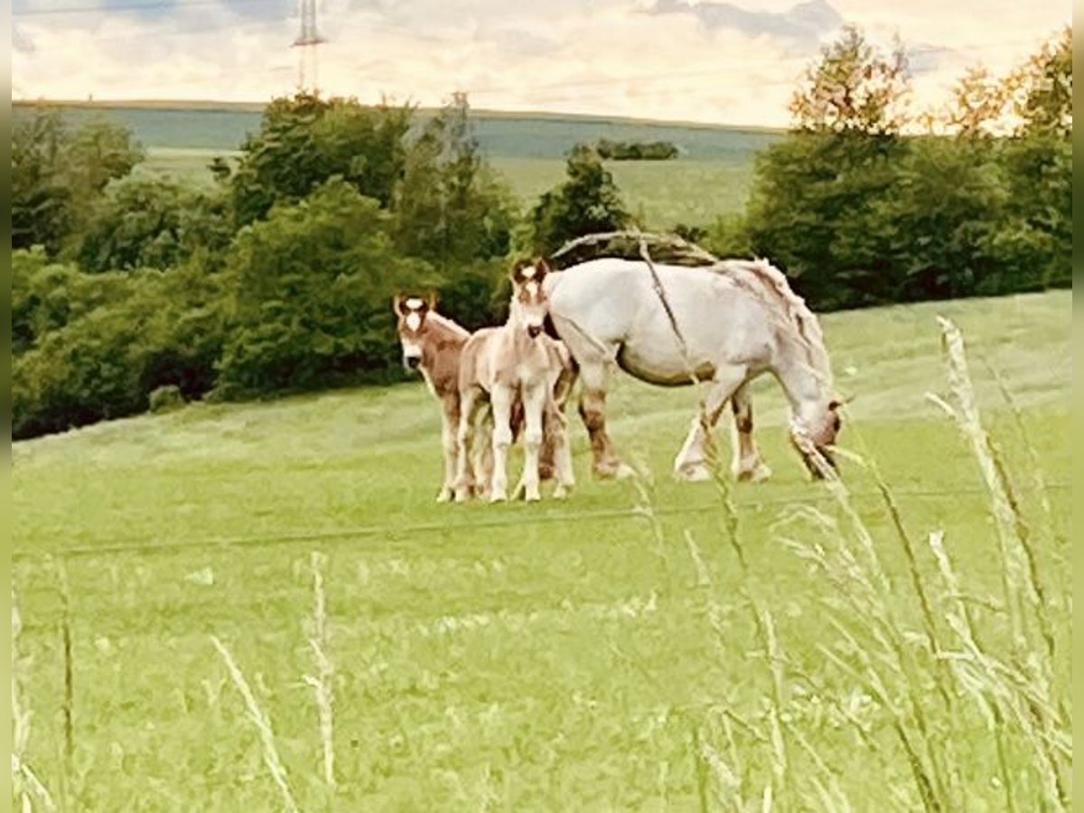 Rhenisch-German Heavy Draft Mare 5 years 17 hh Gray-Red-Tan in Waldeck