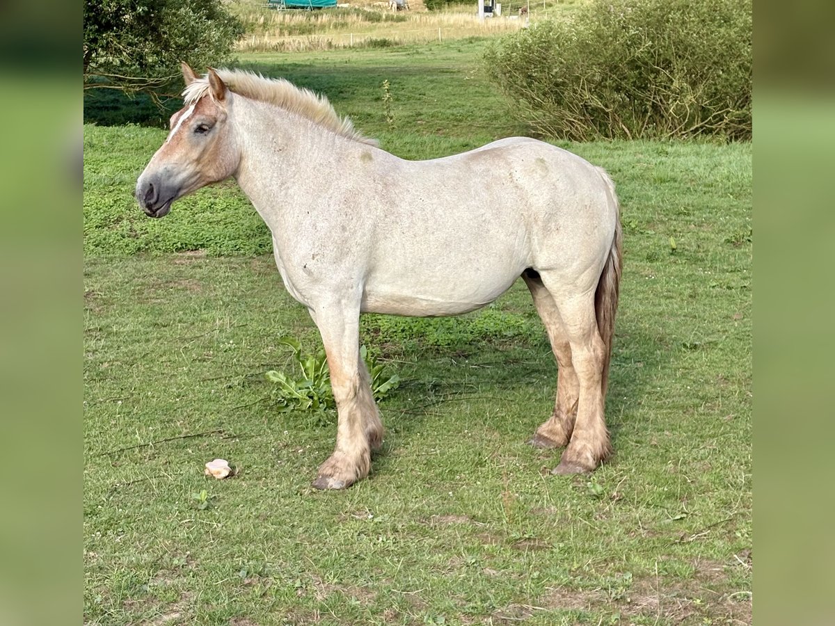 Rhenisch-German Heavy Draft Mare 5 years 17 hh Grey-Red-Tan in Waldeck