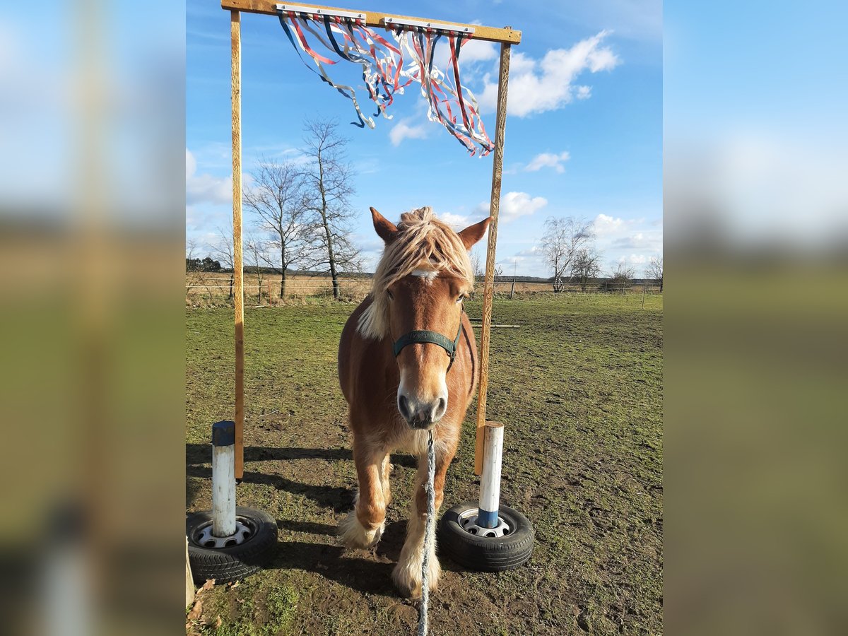 Rhenisch-German Heavy Draft Mare 7 years 16,1 hh Chestnut-Red in Neuferchau