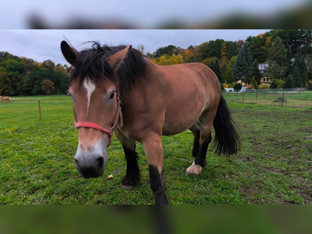 Rhenisch-German Heavy Draft Mare 8 years 16,2 hh in Lichtenau