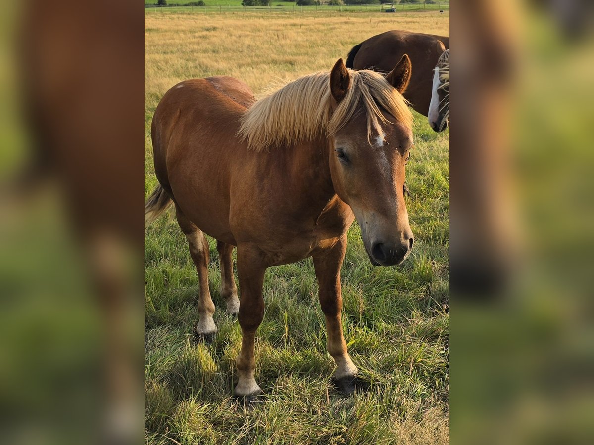 Rhenisch-German Heavy Draft Stallion 1 year 13,1 hh Chestnut-Red in Elsoff