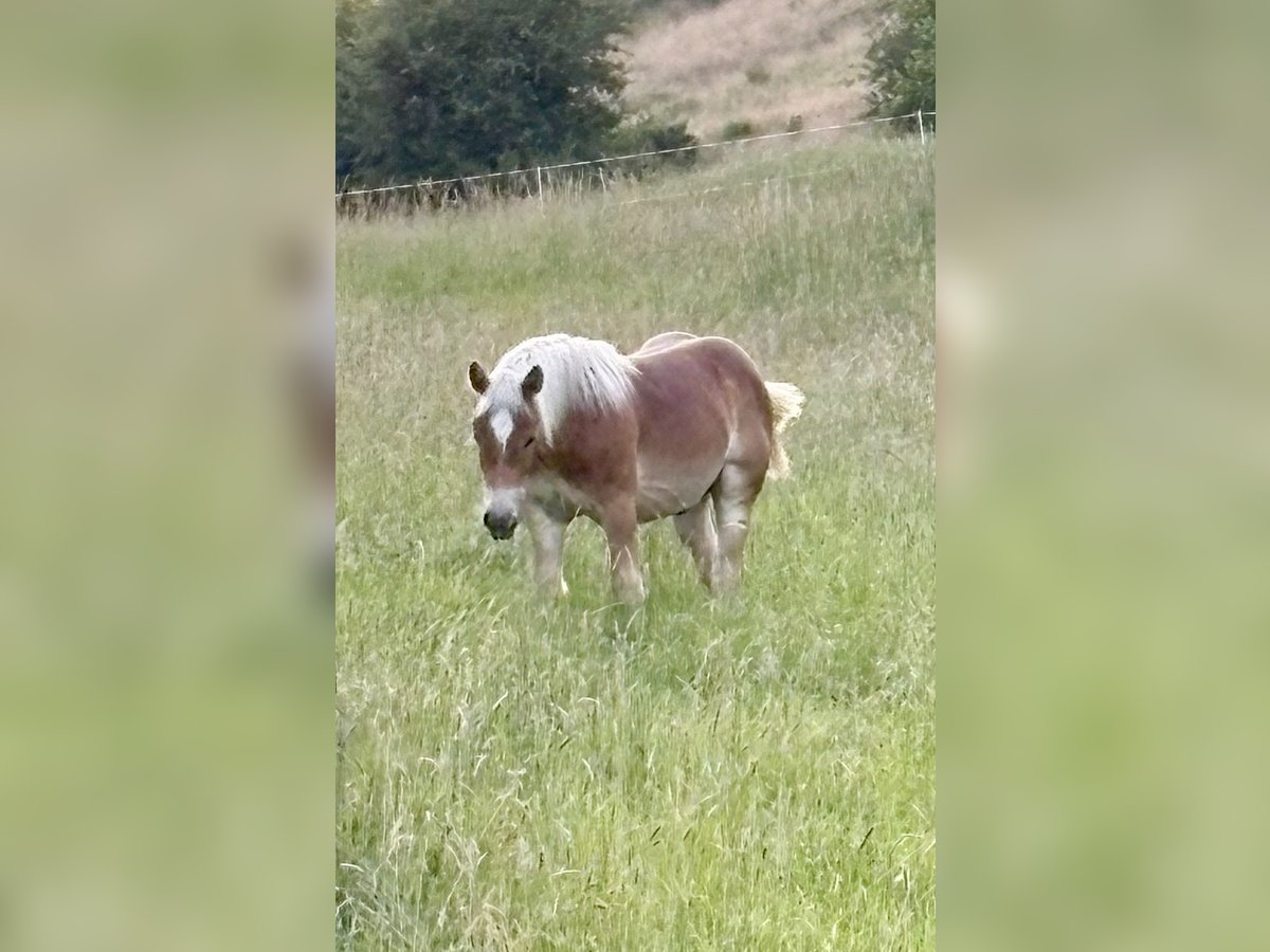 Rhenisch-German Heavy Draft Stallion 1 year 16 hh Chestnut-Red in Waldeck Rhenisch-German Heavy Draft Stallion 1 year 16 hh Chestnut-Red in Waldeck