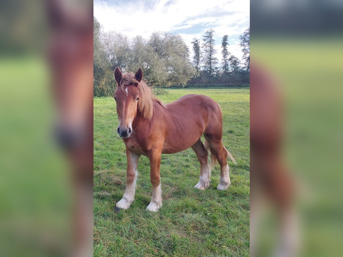 Rhenisch-German Heavy Draft Stallion 1 year Chestnut-Red in Neuferchau