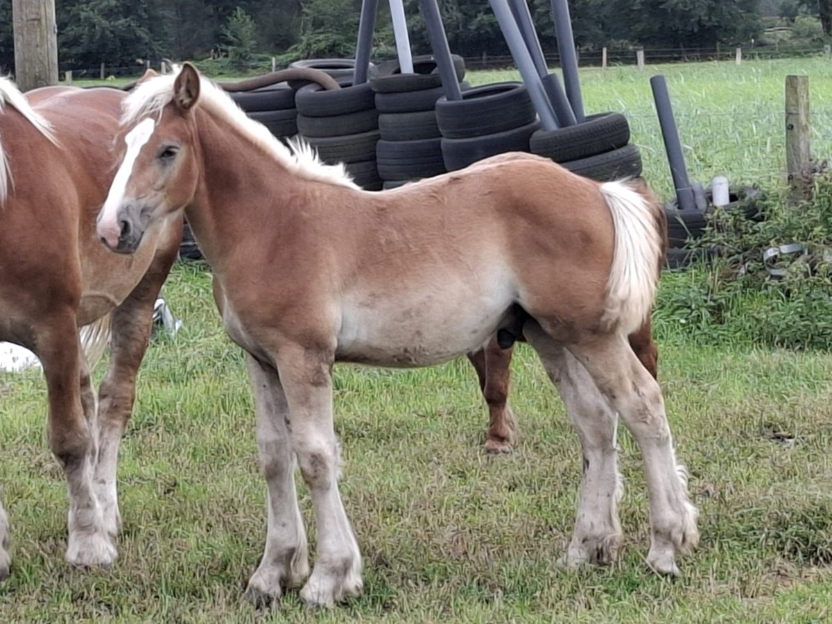 Rhenisch-German Heavy Draft Stallion 1 year Chestnut-Red in Verl