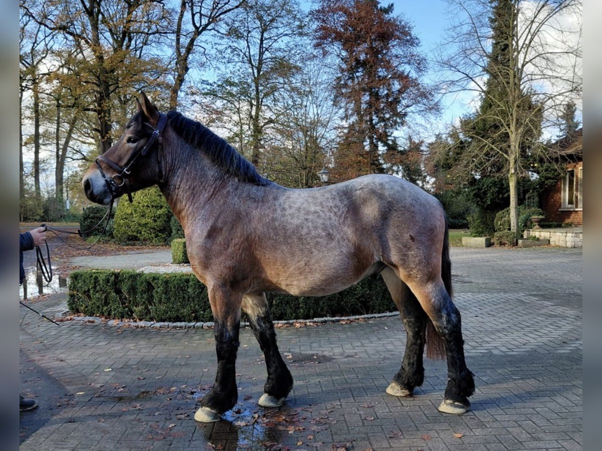 Rhenisch-German Heavy Draft Stallion 2 years 15,3 hh Brown Falb mold in Heiden