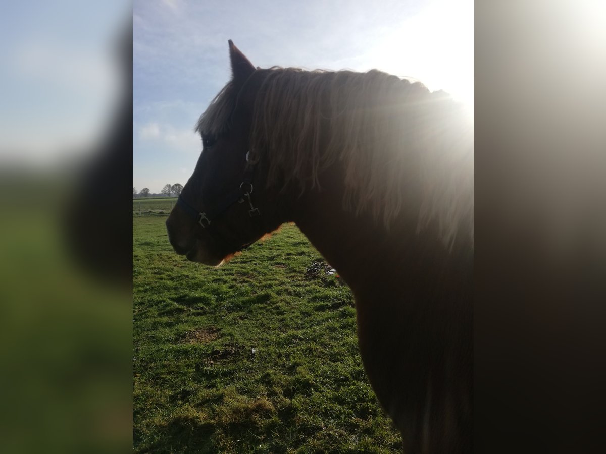 Rhenisch-German Heavy Draft Mix Stallion 4 years 15,2 hh Chestnut-Red in Werlte