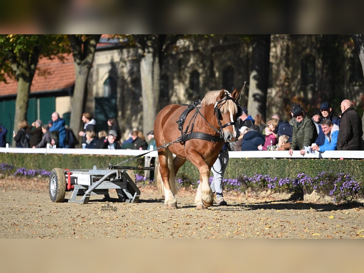 Rhenisch-German Heavy Draft Stallion 4 years 16 hh Chestnut-Red in Grevenbroich