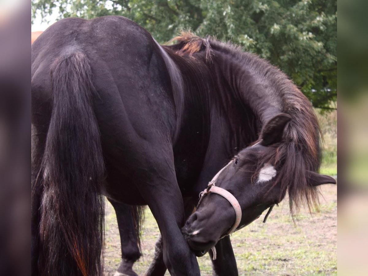 Rhenisch-German Heavy Draft Stallion 5 years 14,2 hh Black in Groß Dölln