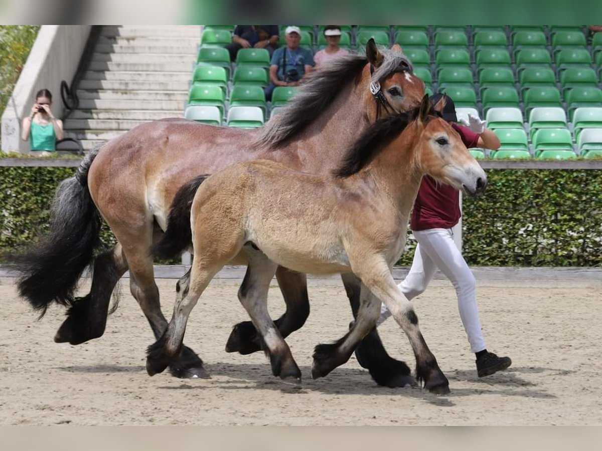 Rhenisch-tysk arbetshäst Hingst Föl (07/2024) Kan vara vit in Neustadt/ Vogtland