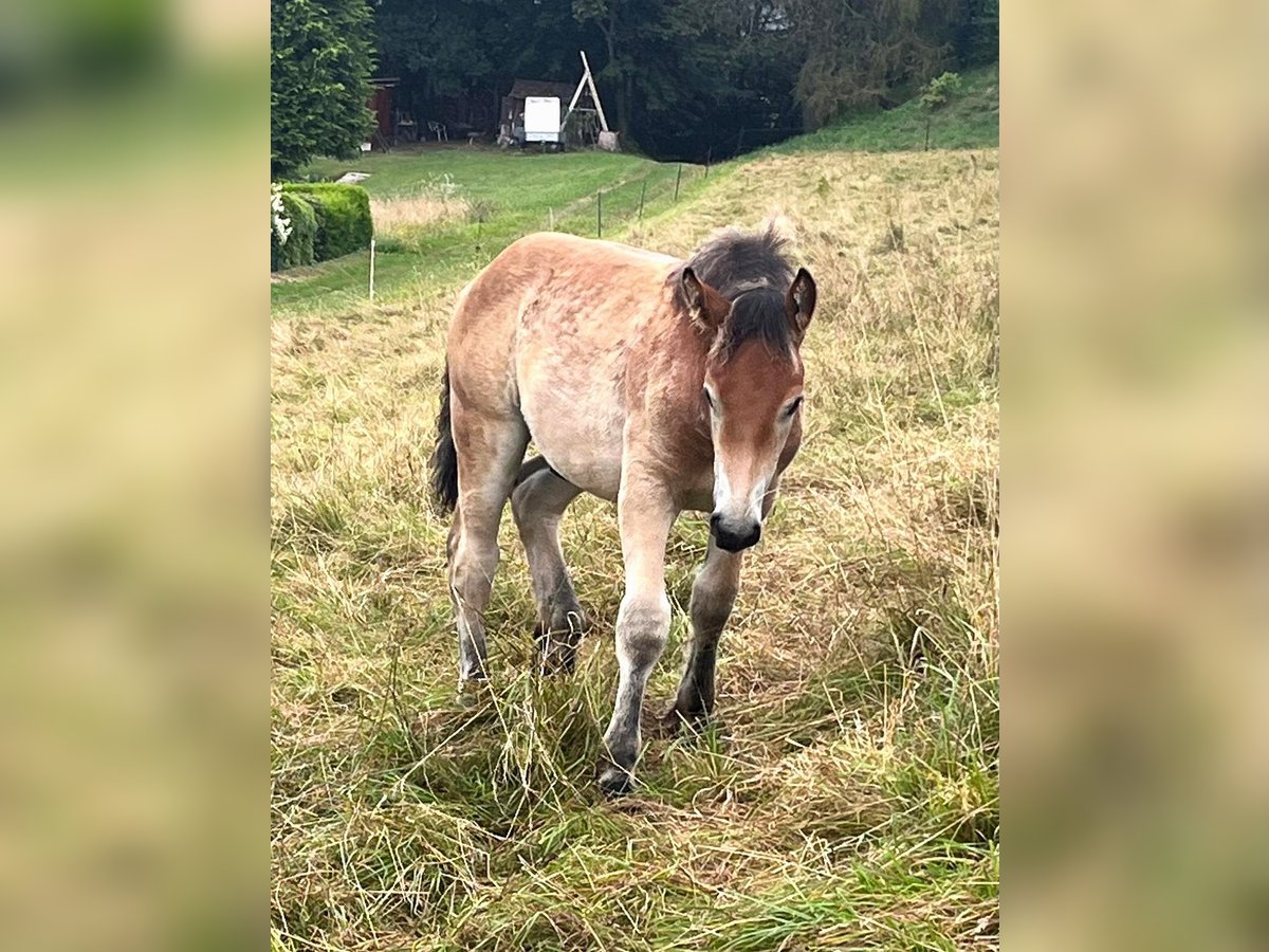 Rhenish-Westfalisk tung draghäst Hingst Föl (04/2024) Brun in Heigenbrücken