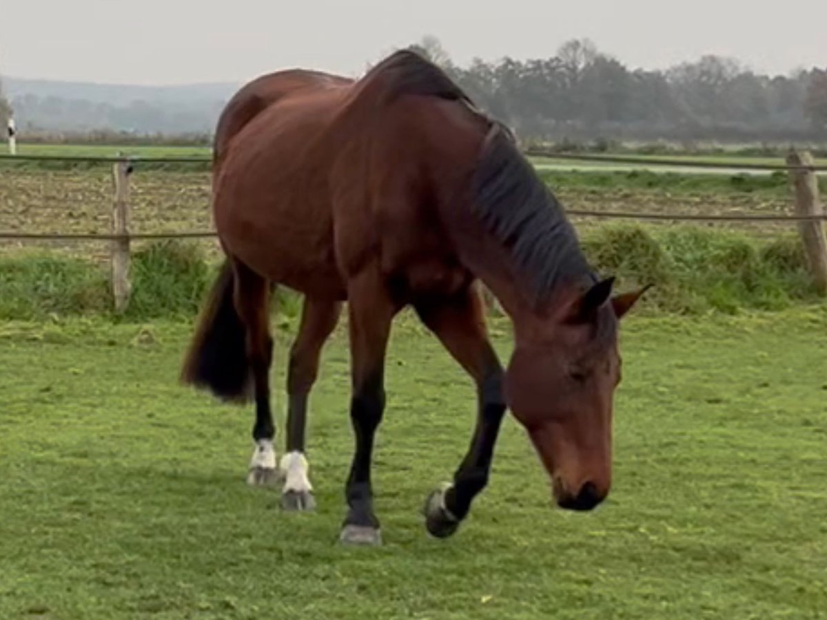 Rhinelander  17 years 16,1 hh Brown in Kranenburg