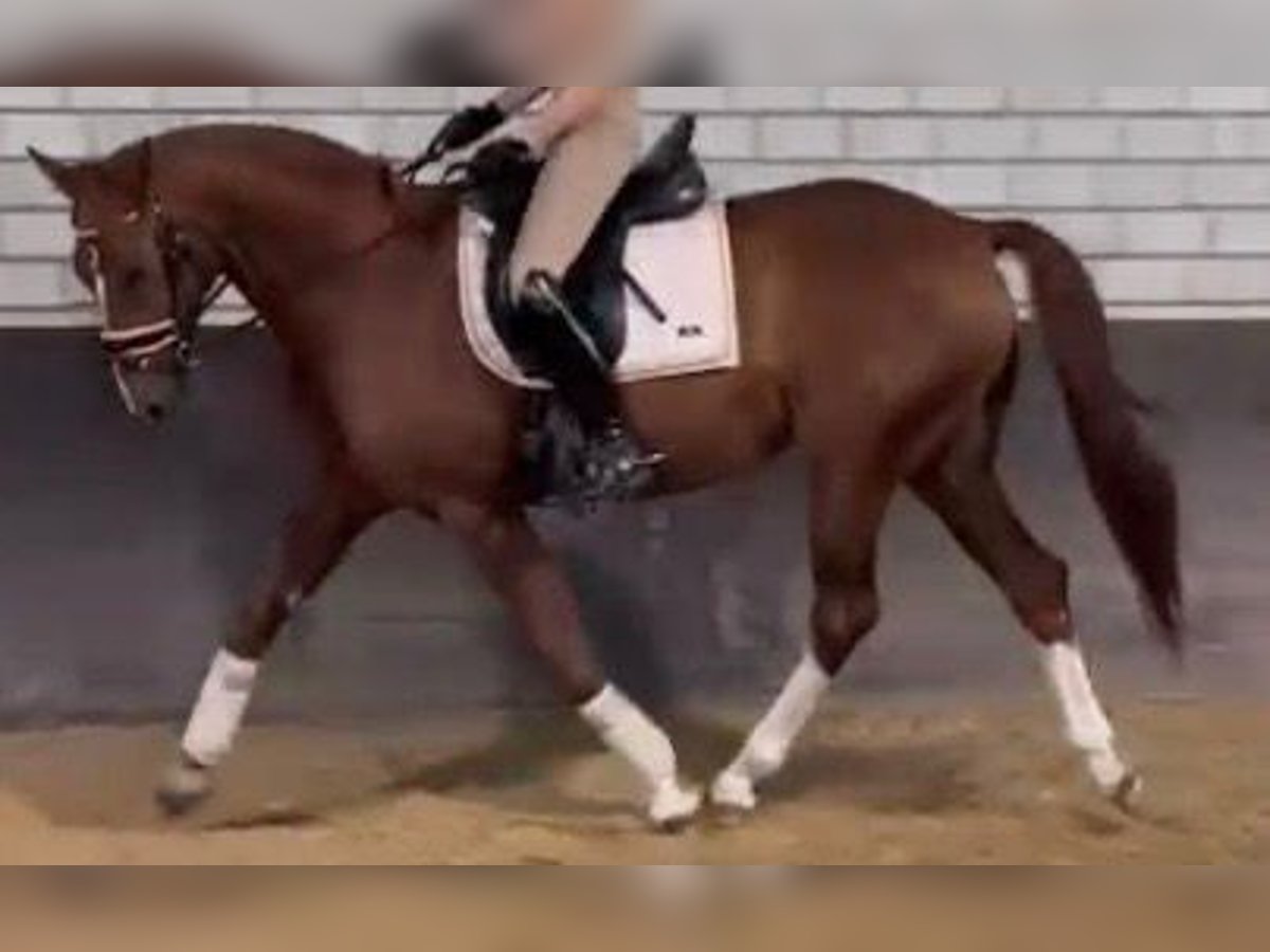 Rhinelander Gelding 10 years 15,3 hh Chestnut-Red in Kempen