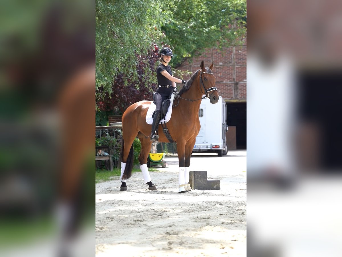 Rhinelander Gelding 10 years 17,1 hh Brown in Olfen