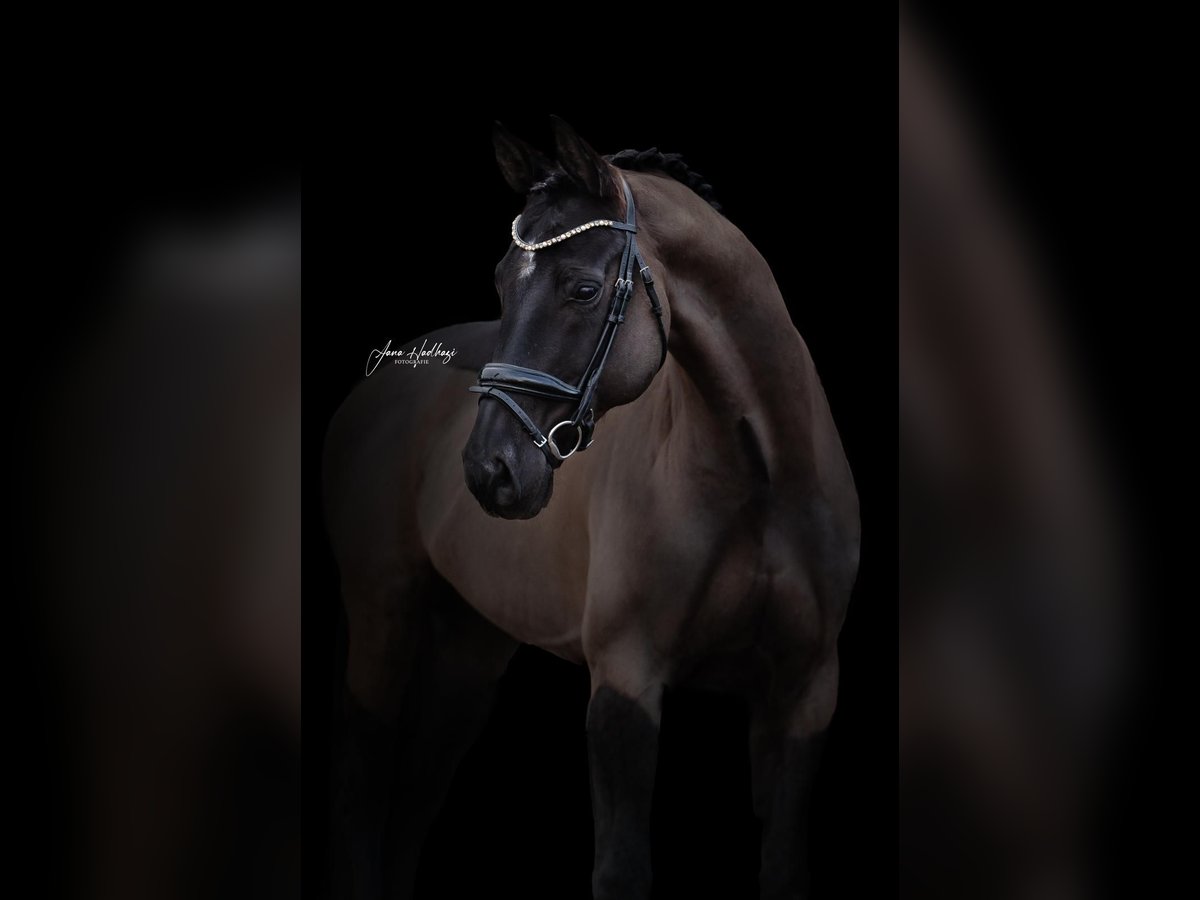 Rhinelander Gelding 10 years 17 hh Black in Guxhagen