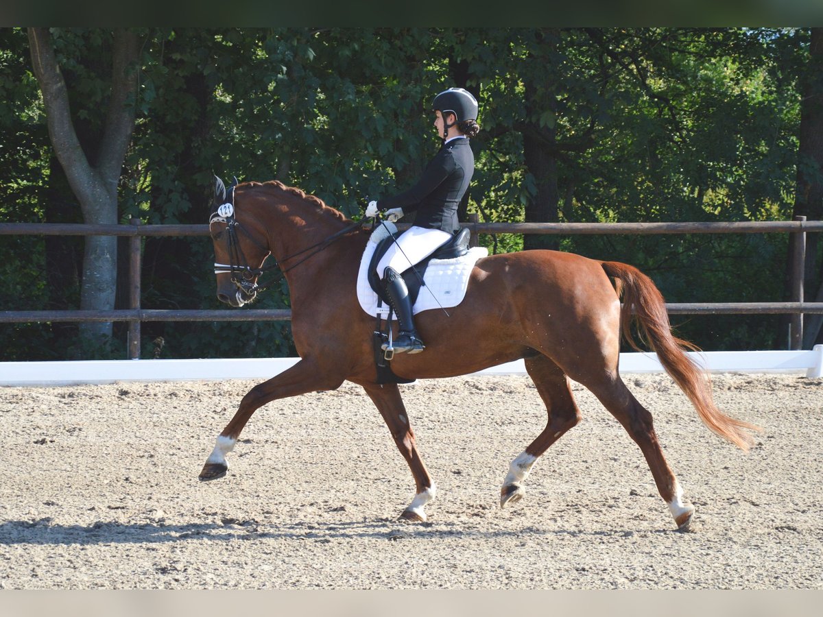 Rhinelander Gelding 11 years 16,2 hh Chestnut-Red in Sölden