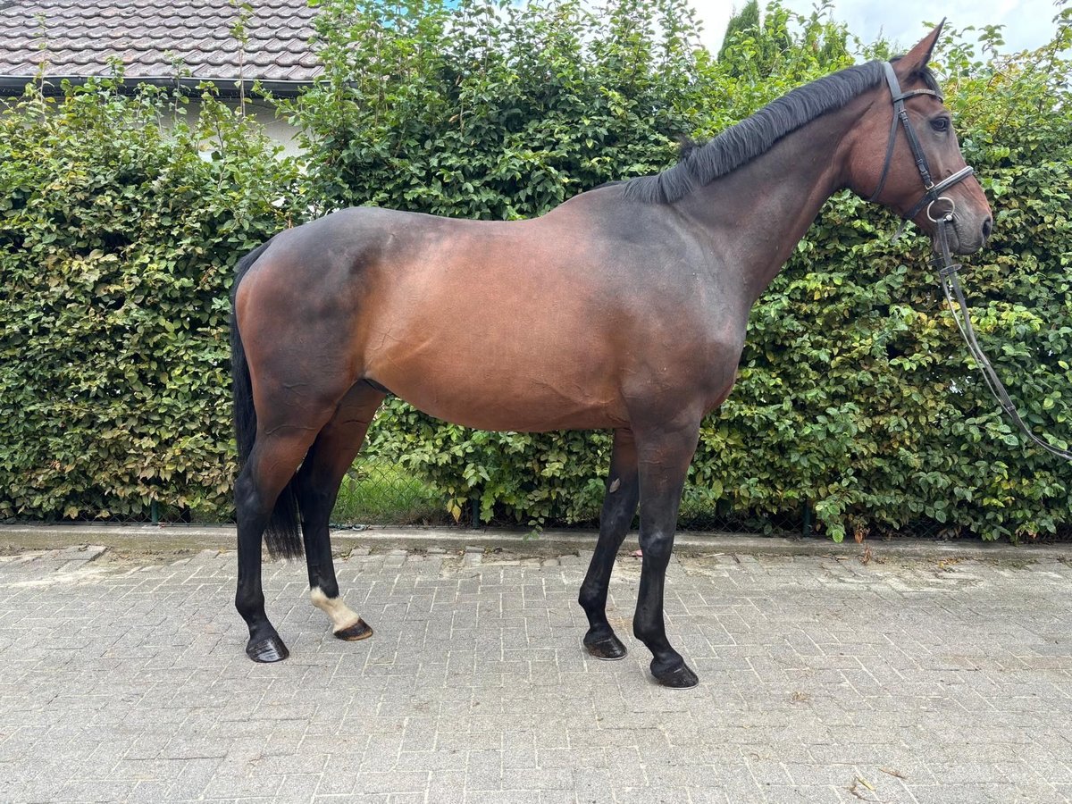 Rhinelander Gelding 11 years 16,2 hh Brown in Einbeck