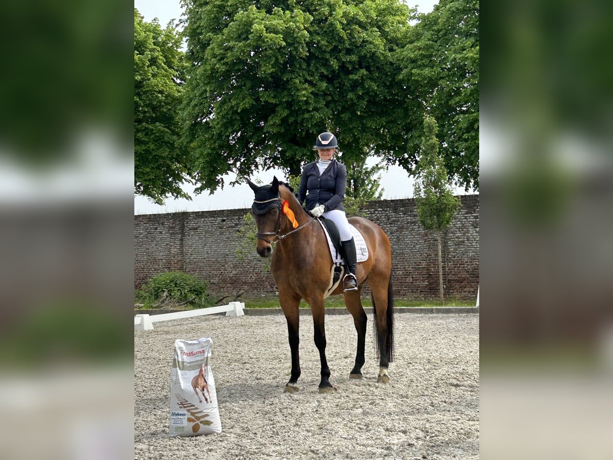 Rhinelander Gelding 11 years 16,3 hh Brown in Nettetal