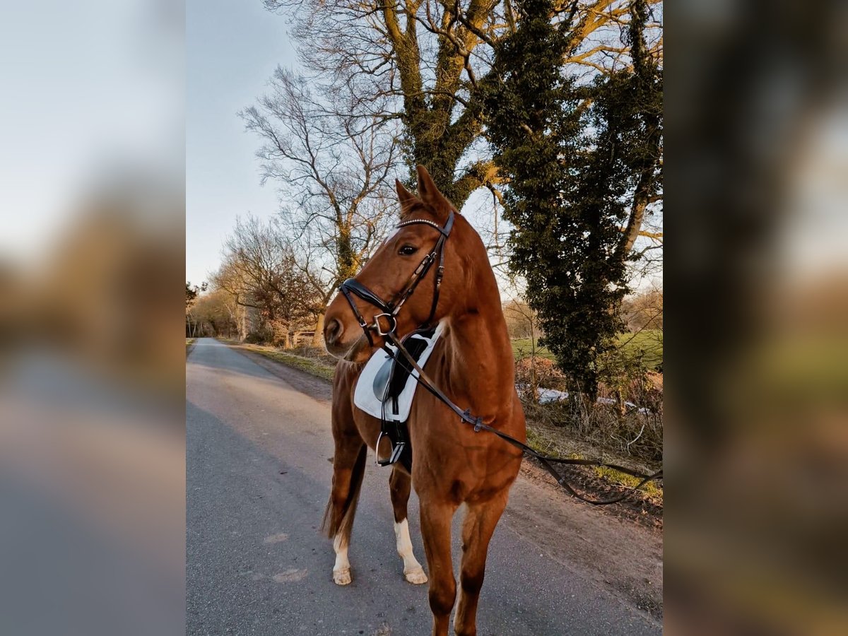 Rhinelander Gelding 12 years 16,2 hh Chestnut-Red in Hambergen