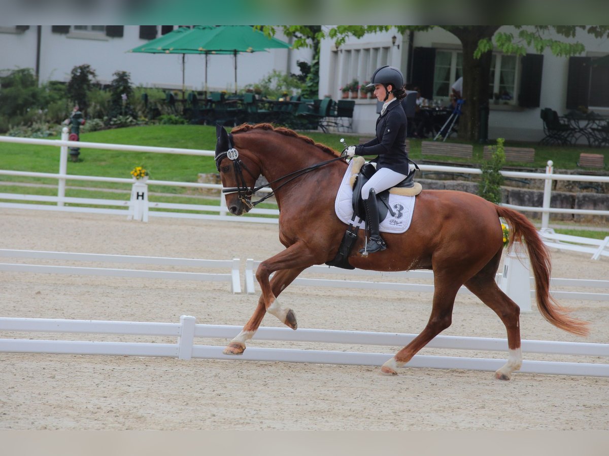 Rhinelander Gelding 12 years 16,2 hh Chestnut-Red in S&#xF6;lden
