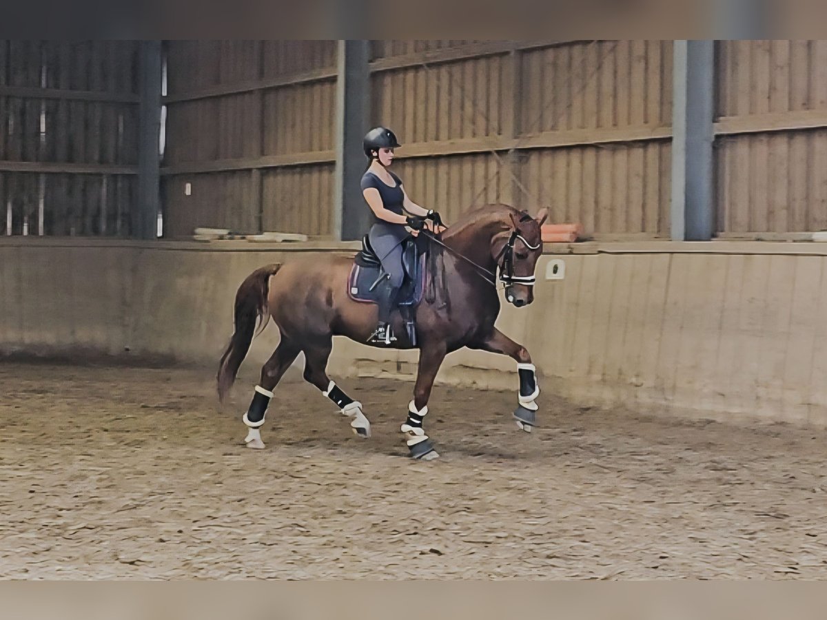 Rhinelander Gelding 12 years 16,2 hh Chestnut-Red in Sölden Rhinelander Gelding 12 years 16,2 hh Chestnut-Red in Sölden