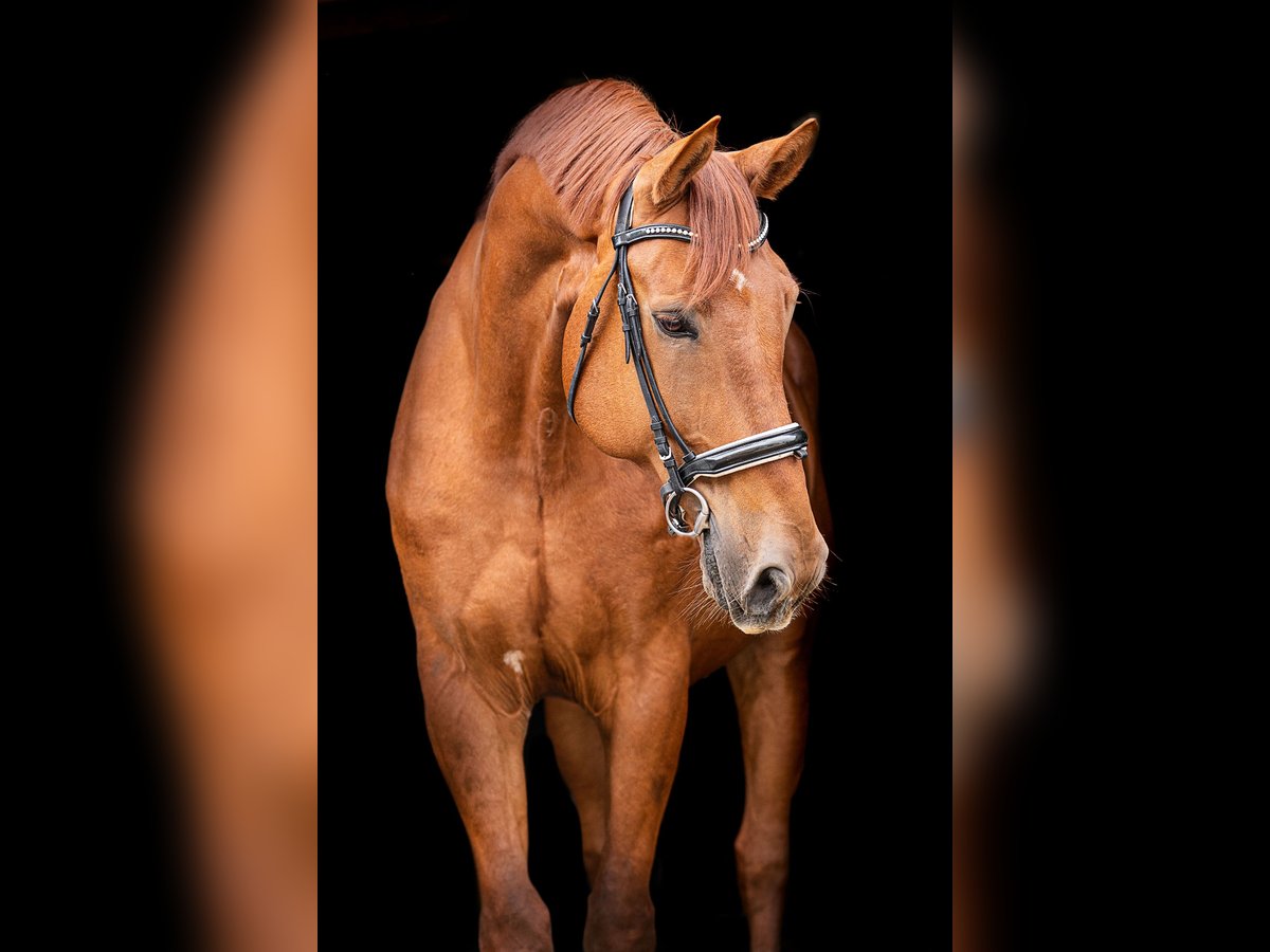 Rhinelander Gelding 12 years 18 hh Chestnut-Red in Stolberg (Rheinland)