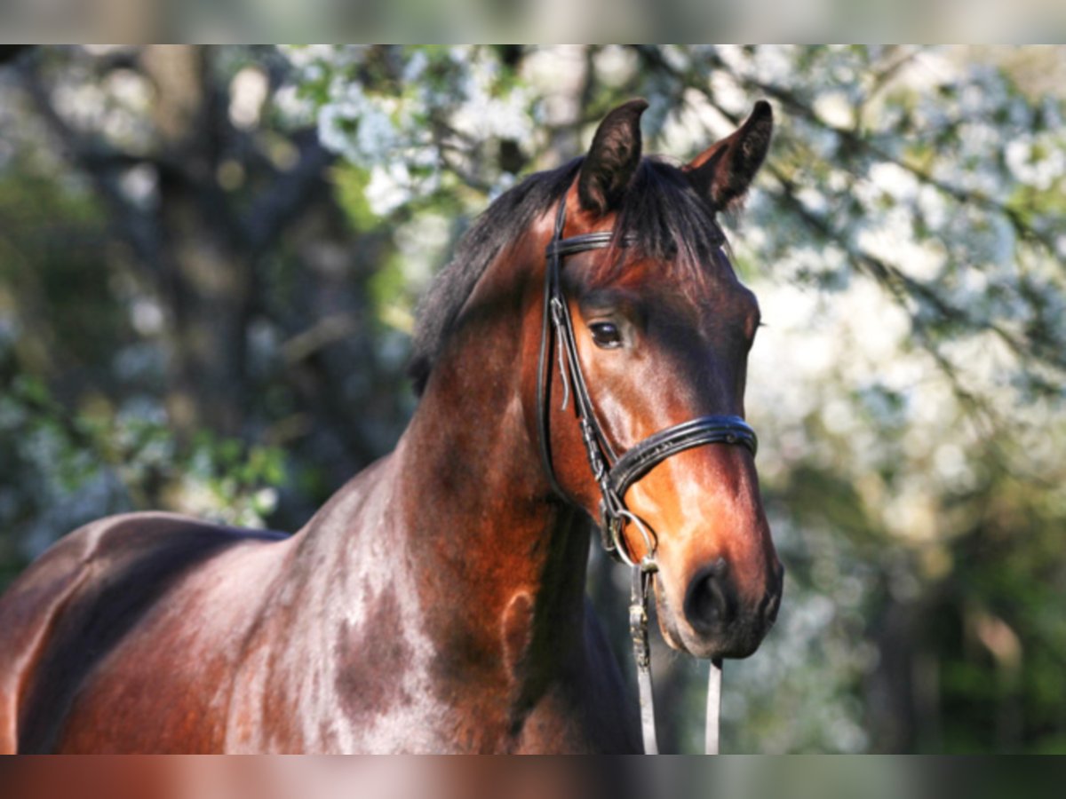 Rhinelander Gelding 13 years 16,3 hh Brown in Liebstadt