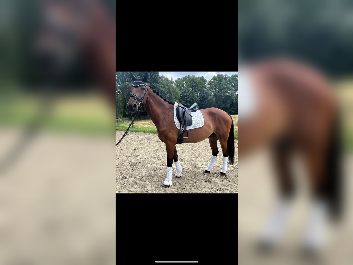 Rhinelander Gelding 13 years 16,3 hh Bay-Dark in Moers