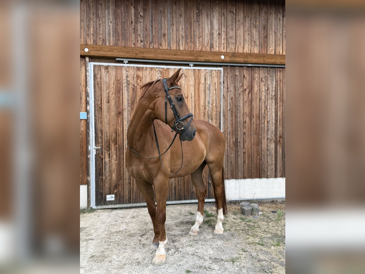 Rhinelander Gelding 13 years 17 hh Chestnut-Red in Neuwied