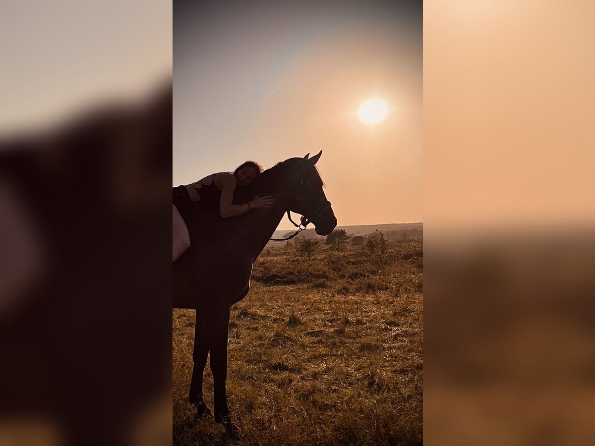 Rhinelander Gelding 13 years 18,1 hh Brown in Cuxhaven