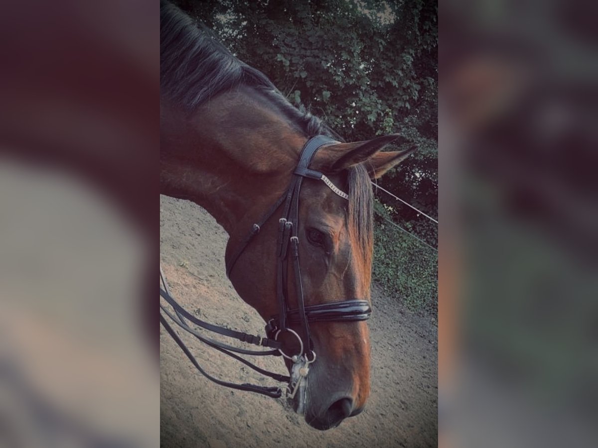 Rhinelander Gelding 13 years 18,1 hh Brown in Cuxhaven