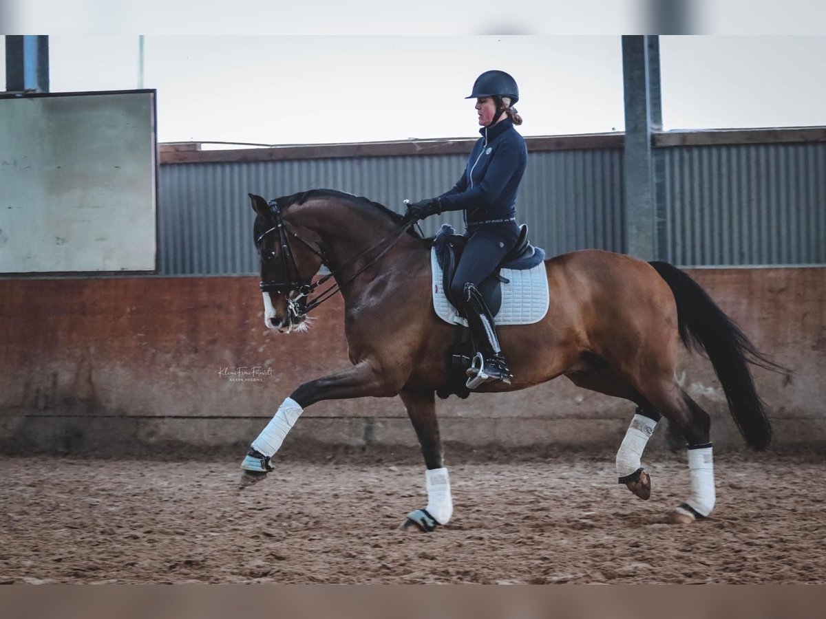 Rhinelander Gelding 14 years 15,2 hh Bay-Dark in Rheinberg