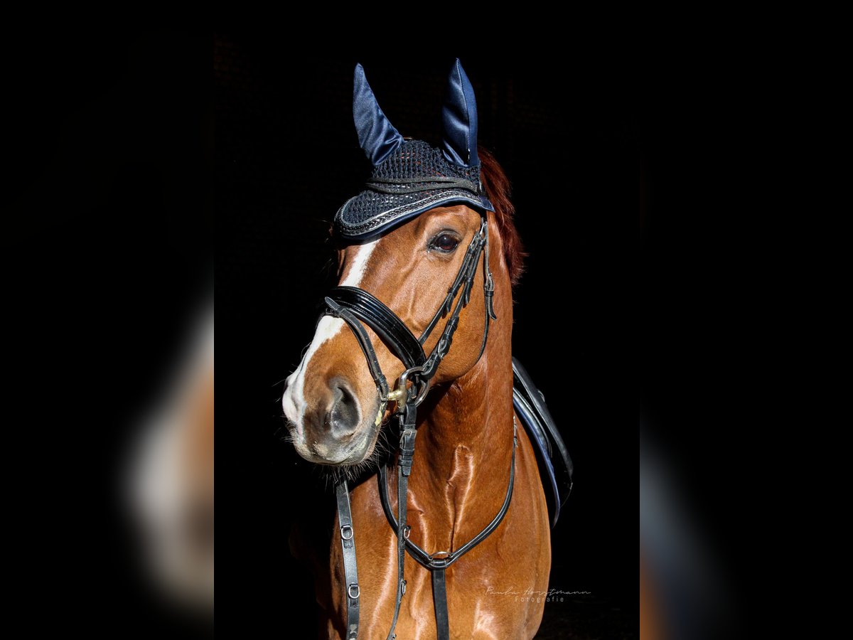 Rhinelander Gelding 15 years in Meerbusch