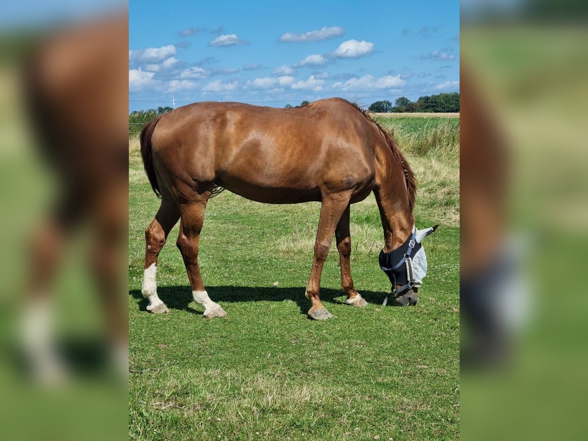 Rhinelander Gelding 16 years 17 hh Chestnut-Red in Hückelhoven Rhinelander Gelding 16 years 17 hh Chestnut-Red in Hückelhoven