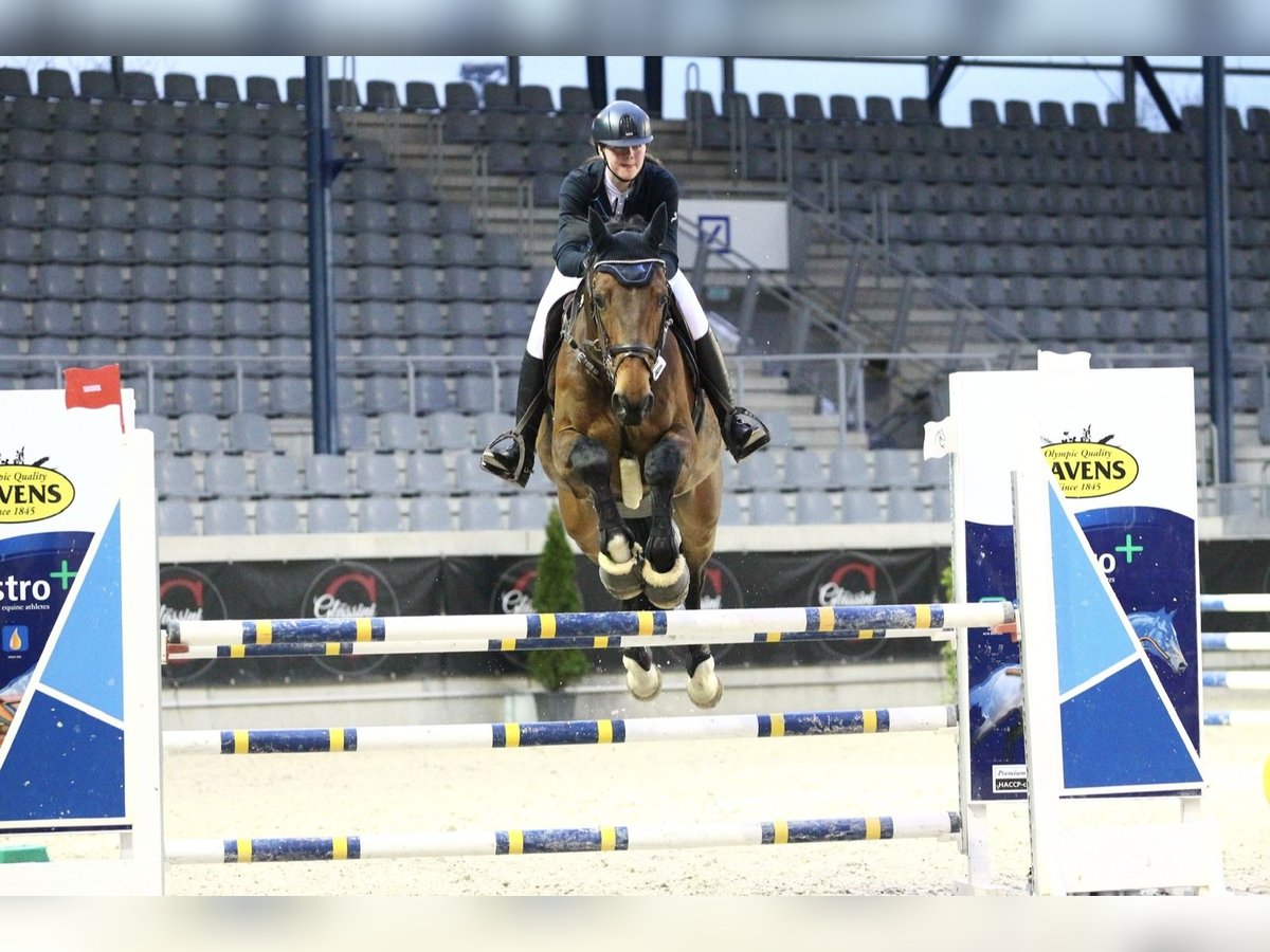 Rhinelander Gelding 18 years 16,1 hh Brown in Aachen