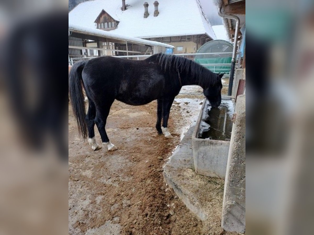 Rhinelander Gelding 19 years Smoky-Black in Hasle b. Burgdorf