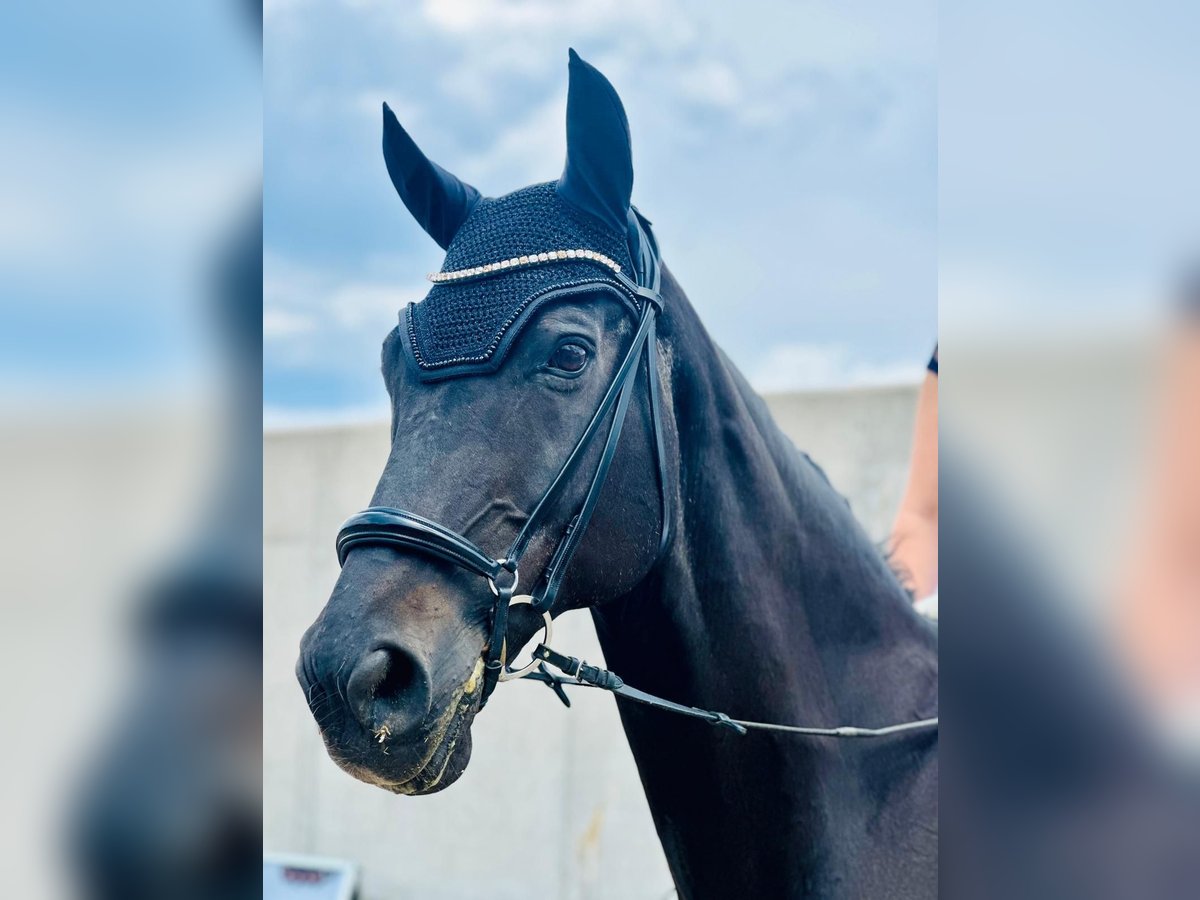 Rhinelander Gelding 20 years 17 hh Black in Burgthann