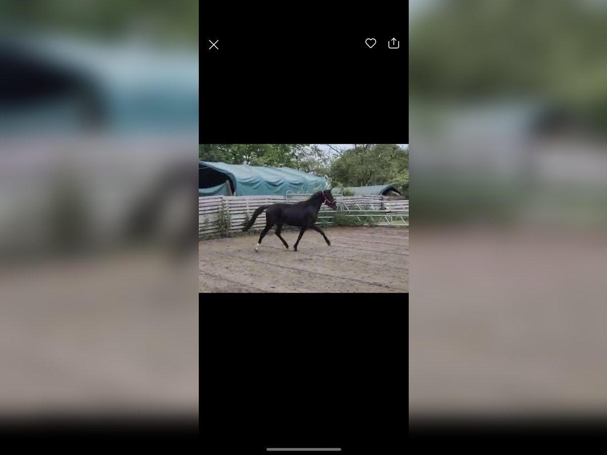 Rhinelander Gelding 3 years 14 hh Black in Mönchengladbach Rhinelander Gelding 3 years 14 hh Black in Mönchengladbach