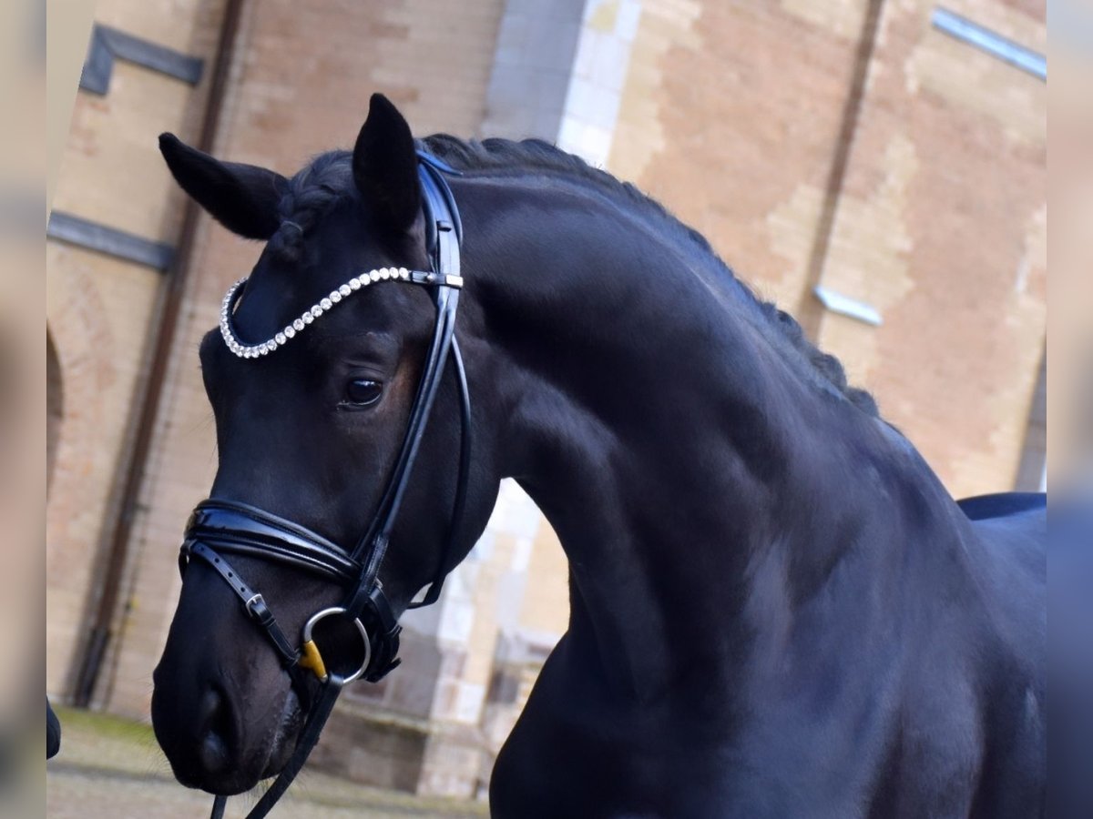 Rhinelander Gelding 3 years 16,3 hh Black in Neuss