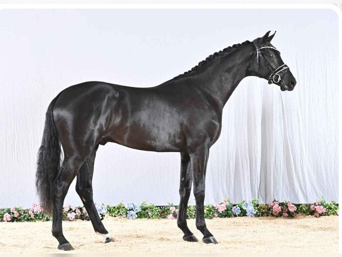 Rhinelander Gelding 3 years 16,3 hh Black in Neuss