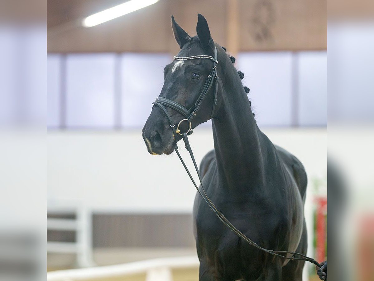 Rhinelander Gelding 3 years Black in Münster-Handorf