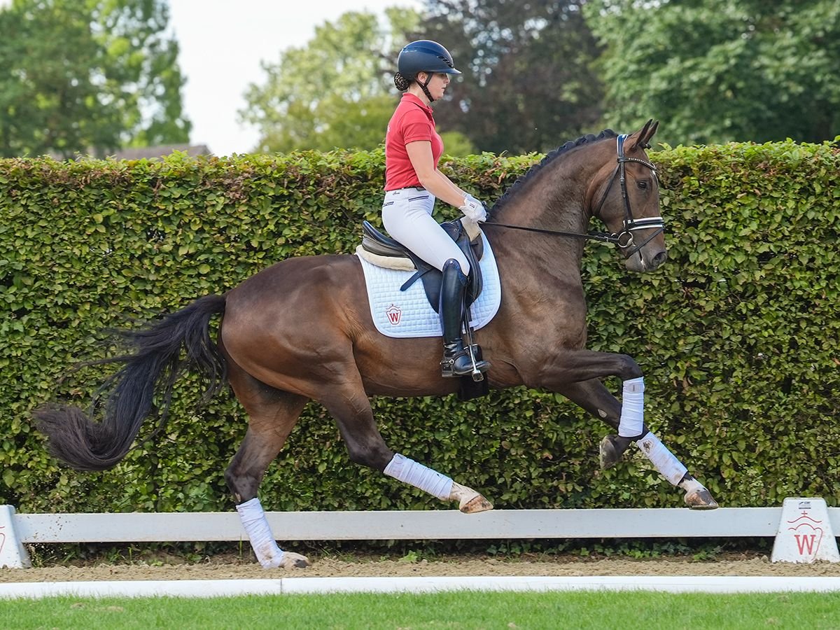 Rhinelander Gelding 4 years 16,1 hh Bay-Dark in Münster