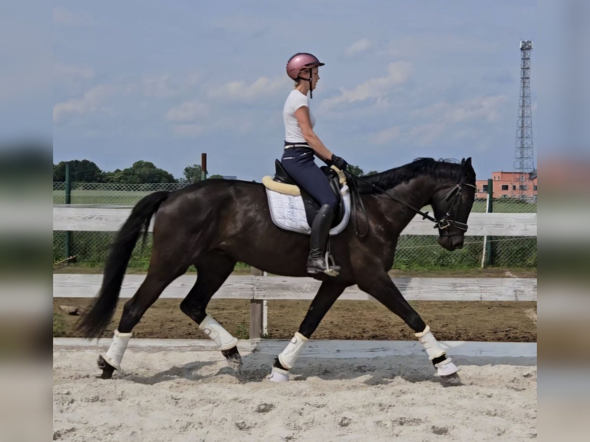 Rhinelander Gelding 4 years 16,2 hh Bay-Dark in Leipzig