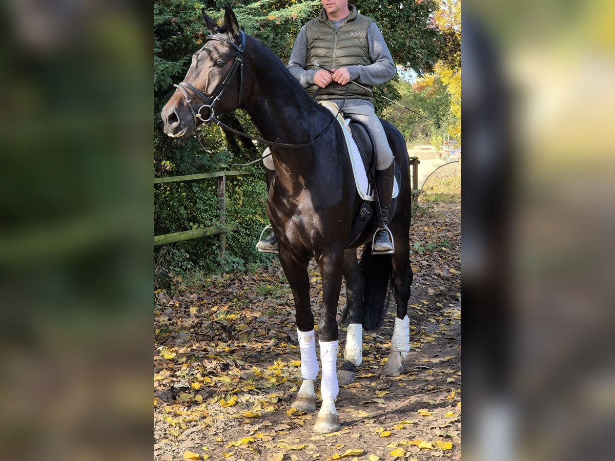 Rhinelander Gelding 4 years 17,1 hh Brown in Willich