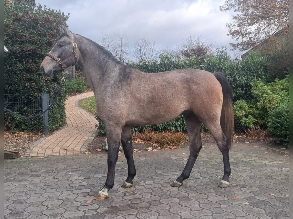 Rhinelander Gelding 4 years 17 hh Gray in Hünxe