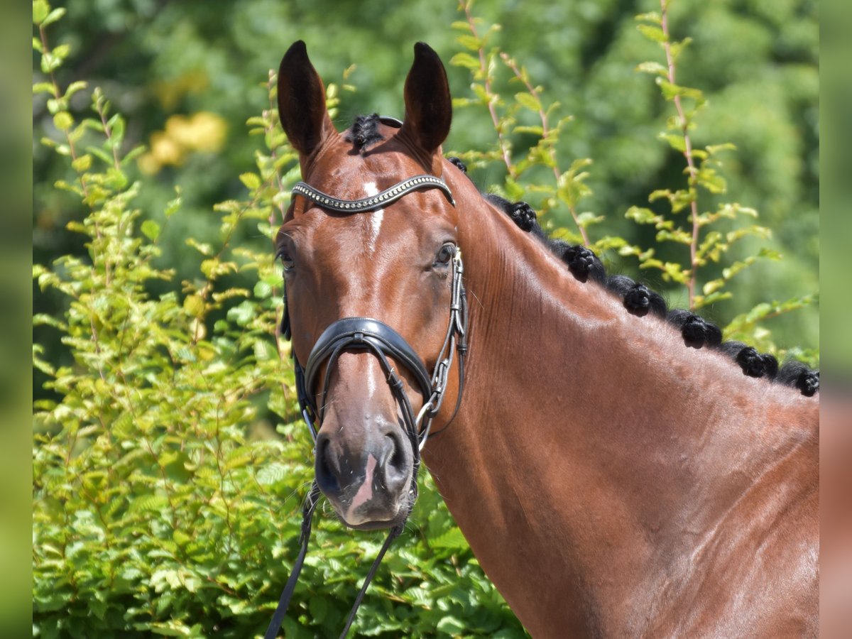 Rhinelander Gelding 4 years 17,1 hh Brown in Melle