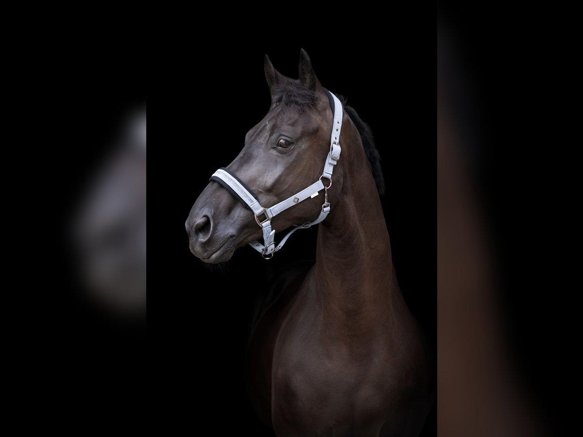 Rhinelander Gelding 4 years Black in Niederkr&#xFC;chten