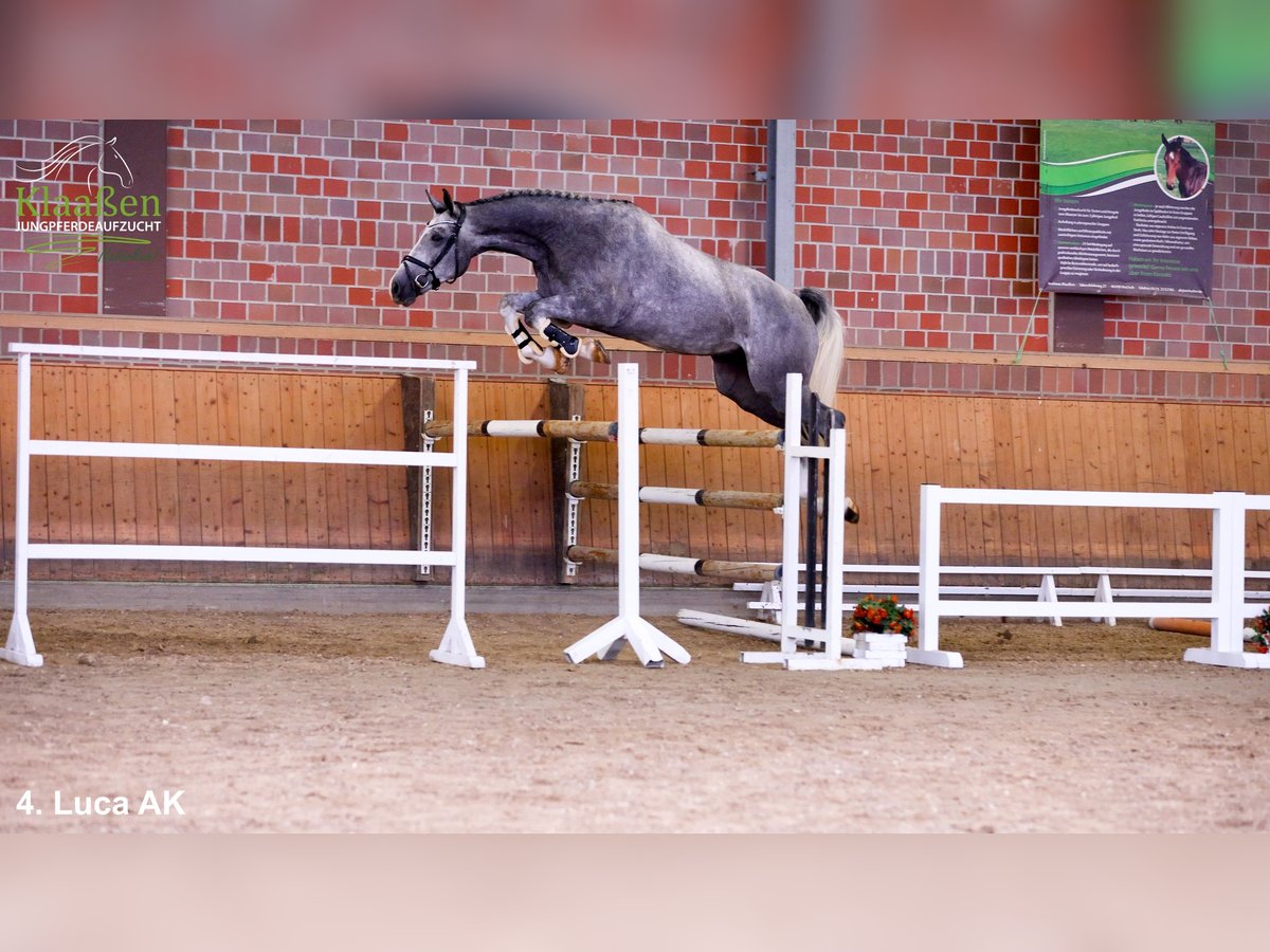 Rhinelander Gelding 4 years Grey in Bocholt