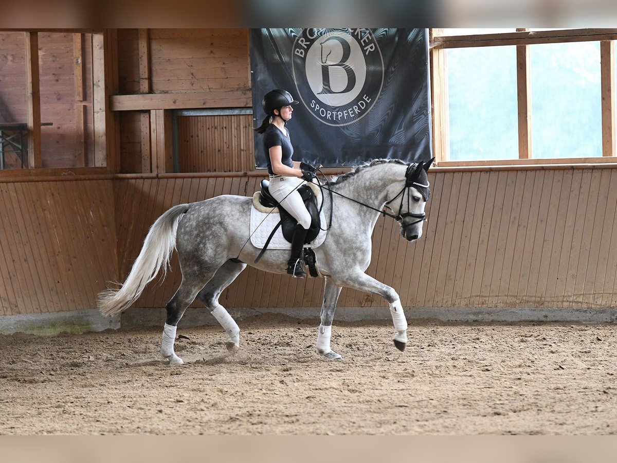 Rhinelander Gelding 5 years 16 hh Gray in Riedstadt