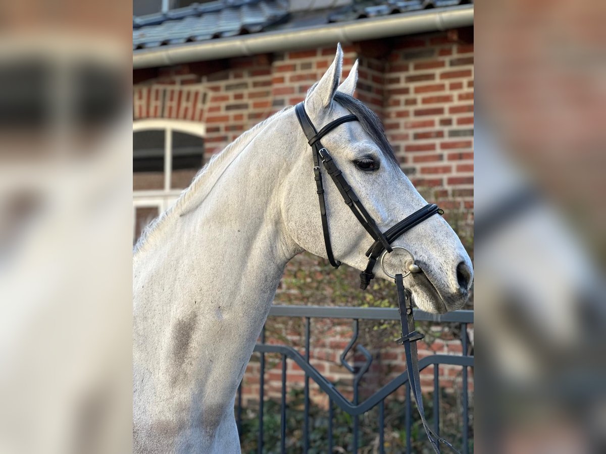 Rhinelander Gelding 6 years 16,3 hh Grey in Erkelenz