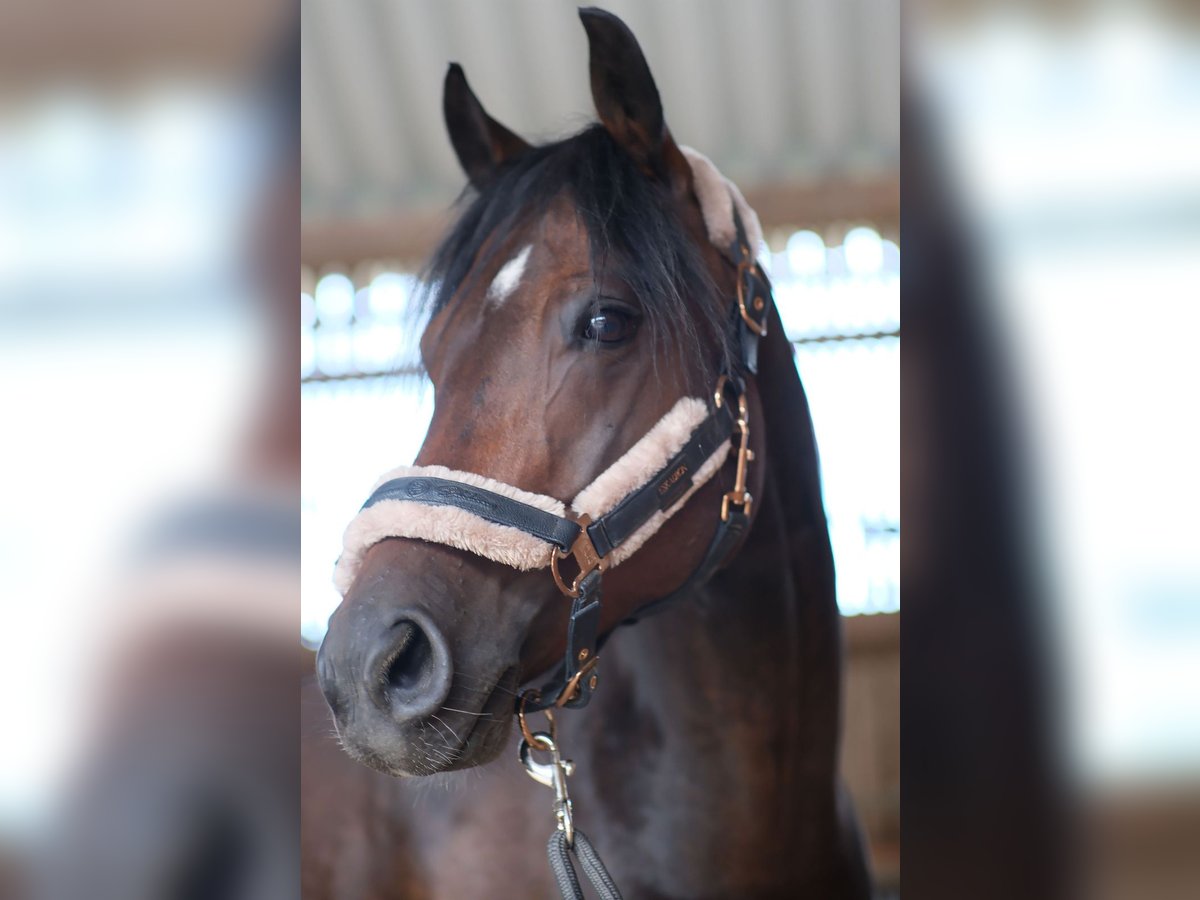 Rhinelander Mix Gelding 7 years 14,3 hh Brown in Leinfelden-Echterdingen